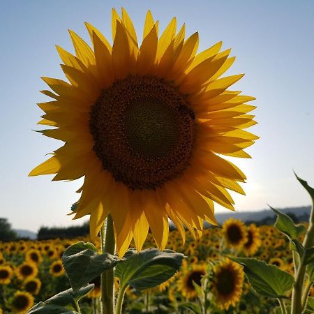 Entre Ble Et Lavande Daire Bonnieux Dış mekan fotoğraf