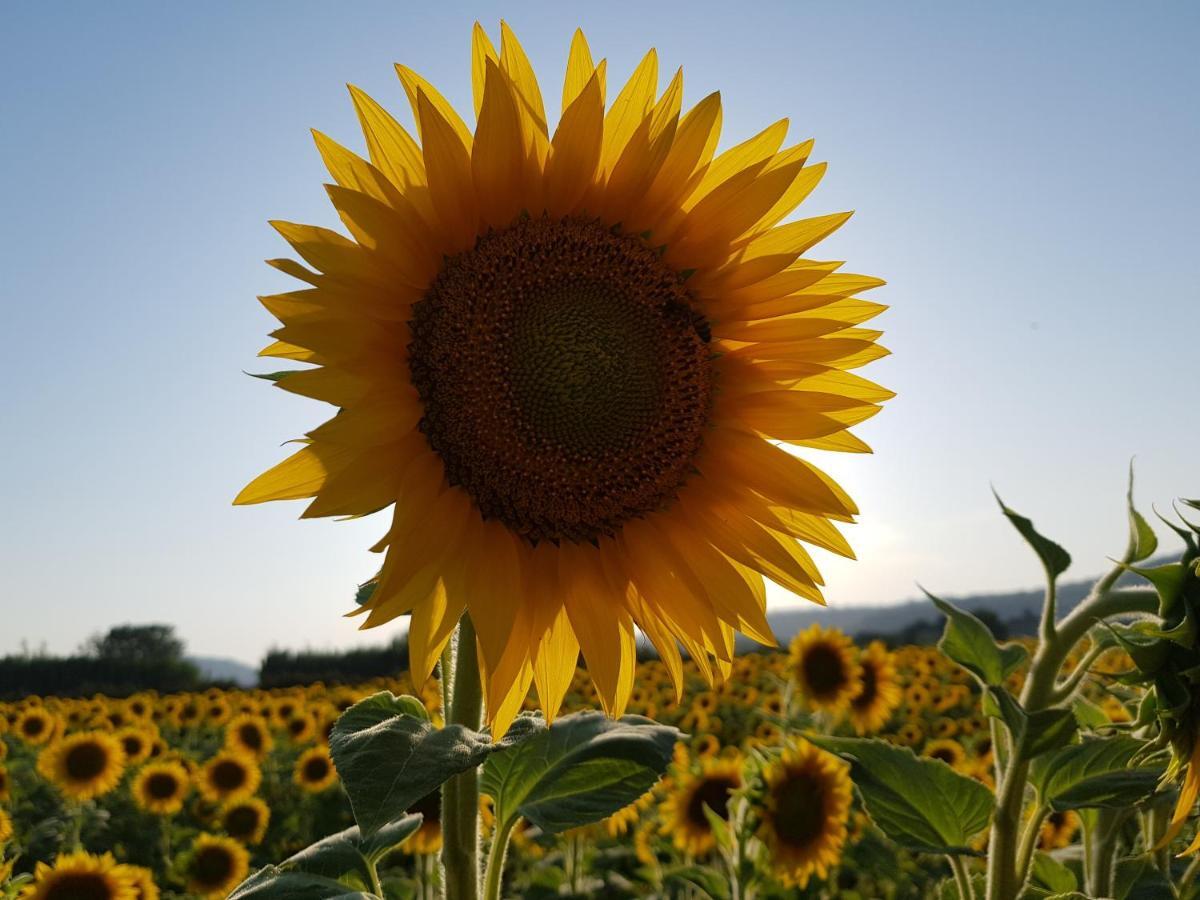 Entre Ble Et Lavande Daire Bonnieux Dış mekan fotoğraf